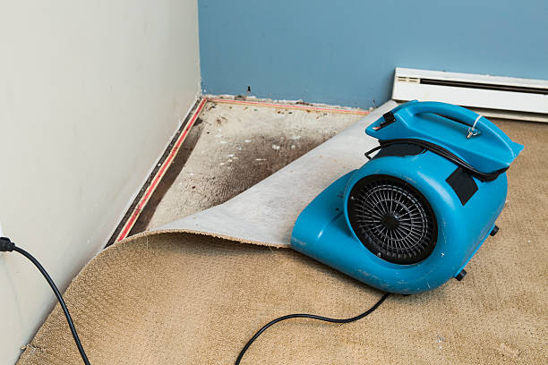 Best Professional water damage repair  in Stevensville, MT